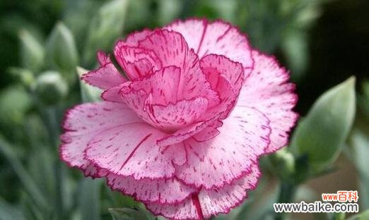 美丽的花朵中的勇敢和坚毅——康乃馨的神奇之处 康乃馨的特点与象征意义