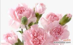 美丽的花朵中的勇敢和坚毅——康乃馨的神奇之处 康乃馨的特点与象征意义