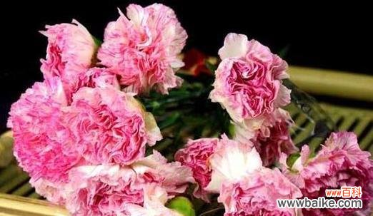 探寻康乃馨的花语和象征意义 康乃馨的寓意与象征意义