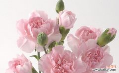 探寻康乃馨花的象征意义 康乃馨的寓意与传承