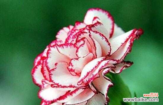 探寻康乃馨的花语和文化寓意 康乃馨