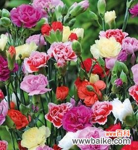 康乃馨花的神秘内涵及文化传承 康乃馨花的象征意义