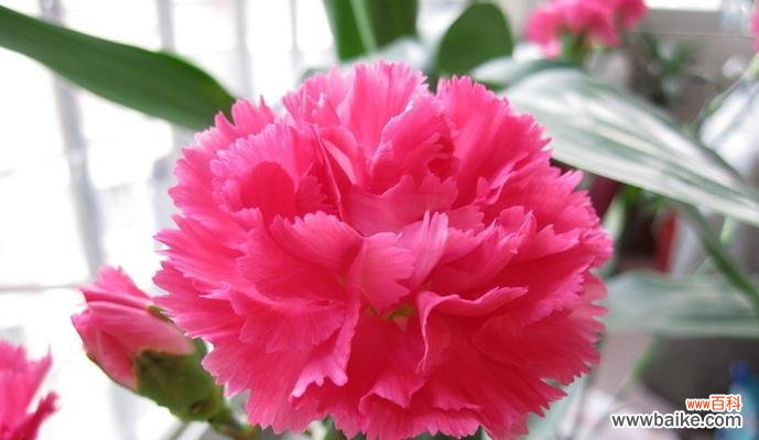 康乃馨花语的深刻内涵与象征意义 康乃馨花语之美——花开浪漫