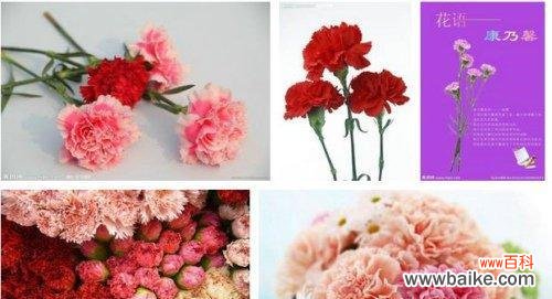 康乃馨花语的深刻内涵与象征意义 康乃馨花语之美——花开浪漫