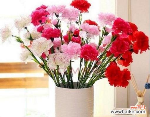 传递爱与尊敬的花朵——康乃馨 康乃馨的寓意与象征意义