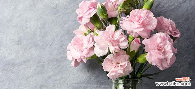 传递爱与尊敬的花朵——康乃馨 康乃馨的寓意与象征意义