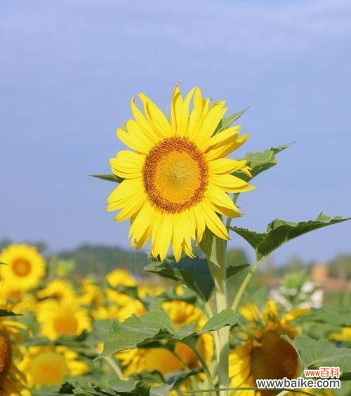 太阳般的希望与坚韧 向日葵的象征意义与寓意