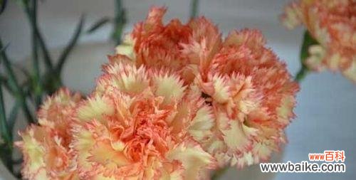 用康乃馨解读爱情的意义与表达 康乃馨花语