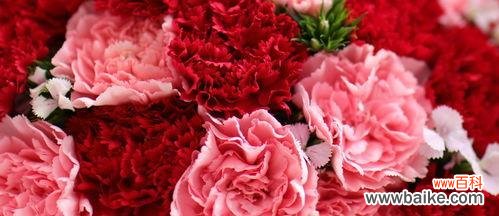 探索康乃馨花语的世界及其象征意义 康乃馨花语与其深远意义