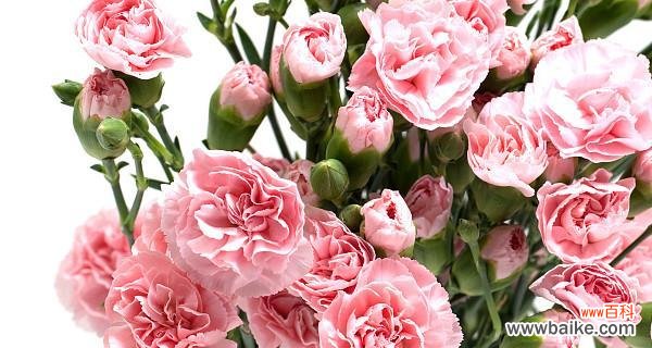 以康乃馨表达情感的深刻内涵与情感寄托 康乃馨的象征意义与传递情感之美