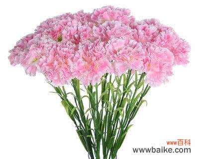 以康乃馨表达情感的深刻内涵与情感寄托 康乃馨的象征意义与传递情感之美