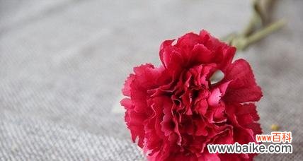 探寻康乃馨花语的深刻内涵与情感表达 康乃馨花语的由来及意义