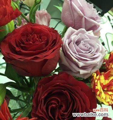 寓意丰富的18朵玫瑰花 玫瑰花的象征意义——18朵玫瑰的深刻寓意