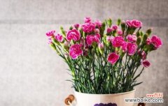 康乃馨的花语 康乃馨的寓意与象征