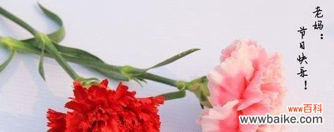 绽放之美与深刻意义 康乃馨