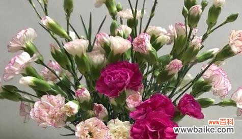 传递爱与美的鲜花——康乃馨 康乃馨的寓意与意义