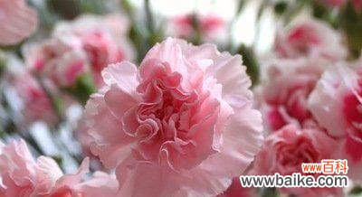 传递爱与美的鲜花——康乃馨 康乃馨的寓意与意义