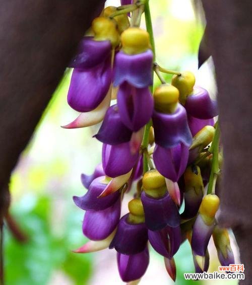 探究孔雀花的象征意义及其文化内涵 孔雀花的花语与寓意