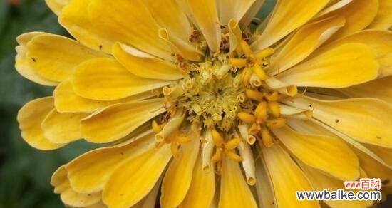 探究孔雀花的象征意义及其文化内涵 孔雀花的花语与寓意