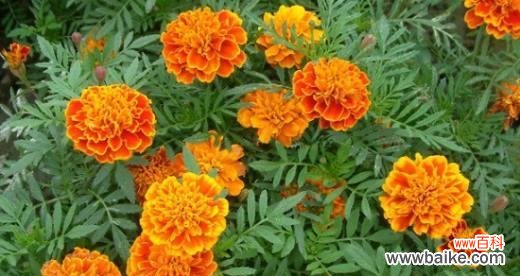 探寻孔雀草的美丽内涵及文化价值 孔雀草的寓意与象征意义