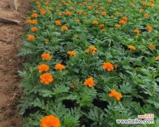 探寻孔雀草的美丽内涵及文化价值 孔雀草的寓意与象征意义