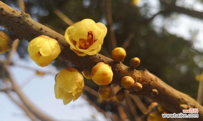 探寻腊梅花的意义和适宜的接收者 腊梅花的花语与象征