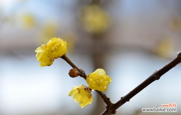探寻腊梅花的意义和适宜的接收者 腊梅花的花语与象征