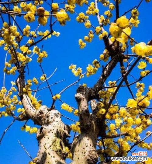 探寻腊梅花的意义和适宜的接收者 腊梅花的花语与象征