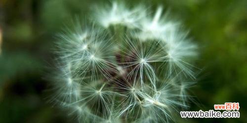 早熟的花朵散发着寓意深远的生日祝福 以款冬蒲公英，生日花语早熟