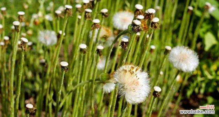 早熟的花朵散发着寓意深远的生日祝福 以款冬蒲公英，生日花语早熟