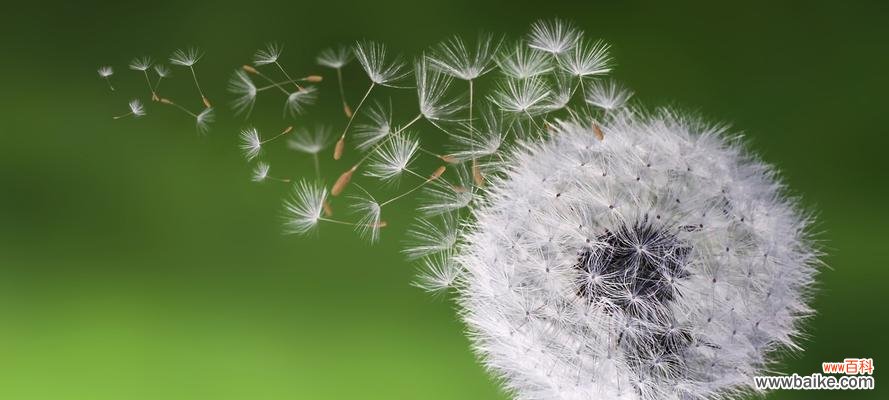 早熟的花朵散发着寓意深远的生日祝福 以款冬蒲公英，生日花语早熟
