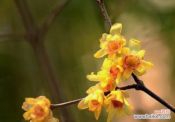 探寻腊梅花的独特魅力 腊梅花的美丽与意义