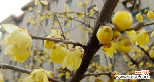 探寻腊梅花的独特魅力 腊梅花的美丽与意义