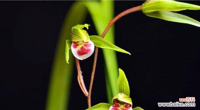 以兰花为代表的高雅与纯洁 兰花的象征意义与美丽传承