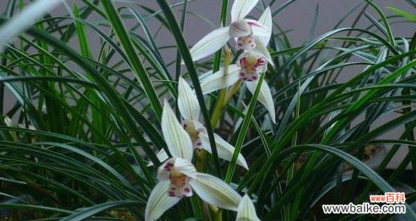 以兰花为代表的高雅与纯洁 兰花的象征意义与美丽传承