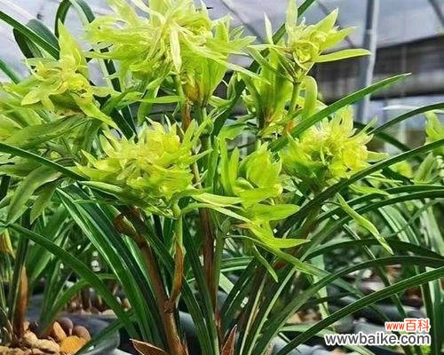 以兰花为代表的高雅与纯洁 兰花的象征意义与美丽传承