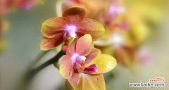 美丽与祝福同行——兰花的深意与象征 绽放的兰花之美——探寻兰花花语与寓意