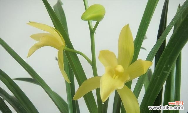 探索兰花的深层寓意与美丽象征 兰花的寓意和象征意义