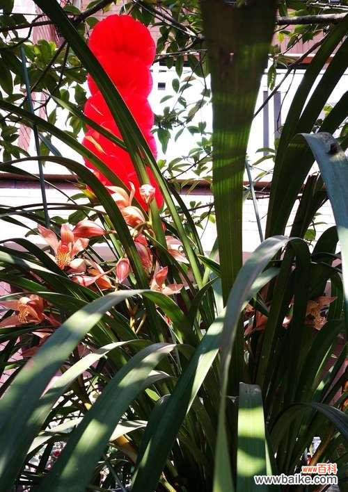 探究兰花的象征意义与美丽花语 兰花的花语和寓意