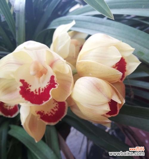 探究兰花的象征意义与美丽花语 兰花的花语和寓意