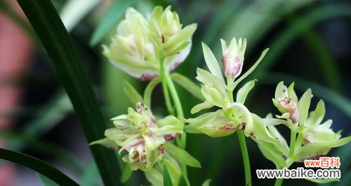 探究兰花的象征意义与美丽花语 兰花的花语和寓意