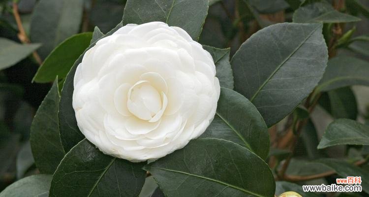 探寻蓝桉的花语及其象征意义 以蓝桉的花语与意义