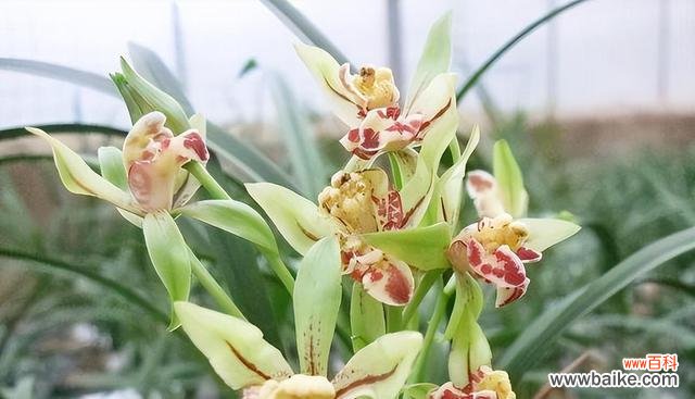 探索兰花在文化中的象征与价值 以兰花寓意代表什么意思