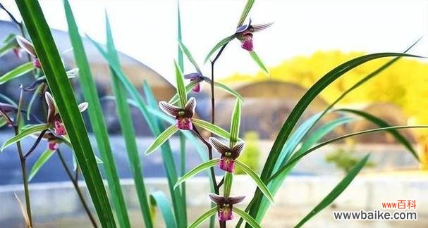 探索兰花在文化中的象征与价值 以兰花寓意代表什么意思