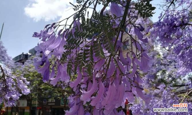 蓝花楹 蓝花楹的花语