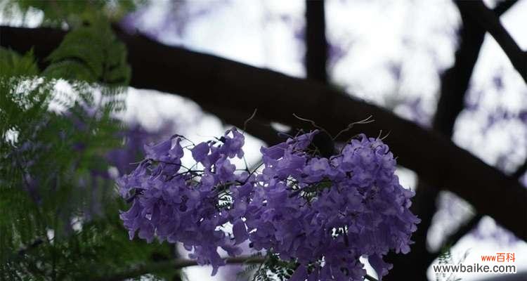 蓝花楹 蓝花楹的花语