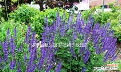 探索蓝花鼠尾草的神秘之处 蓝花鼠尾草的花语与意义