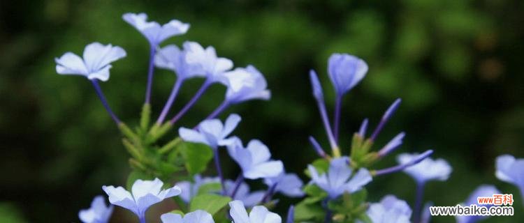 探寻蓝花丹的意义与象征 以蓝花丹的花语是什么