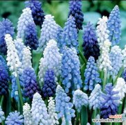 解读蓝色风信子的花语 蓝色风信子的花语与象征意义