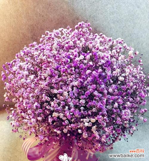 探寻紫色满天星的神秘象征意义 紫色满天星的美丽寓意